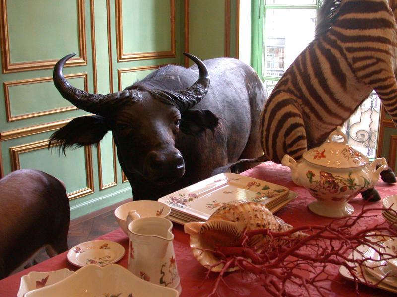 bull in a china shop image